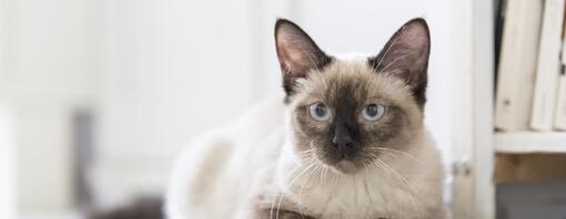 Siamese Cat Names Top 10 Stunning Names for Your New Friend Purina